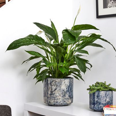 PATCH PLANTS | Peace Lily - 80 cm